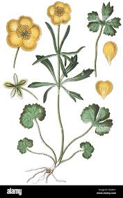 Attēlu rezultāti vaicājumam “Ranunculus auricomus flower”