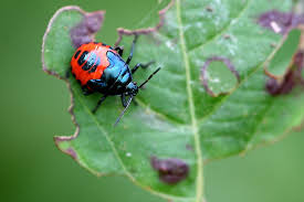 Attēlu rezultāti vaicājumam “Zicrona caerulea”
