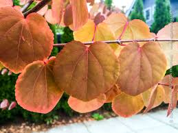 Attēlu rezultāti vaicājumam “Cercidiphyllum japonicum leaf”