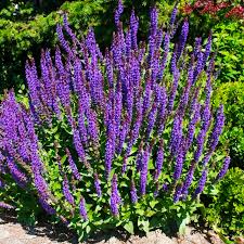 Image result for Salbei