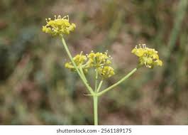 Attēlu rezultāti vaicājumam “Peucedanum oreoselinum flower”