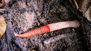 Attēlu rezultāti vaicājumam “Mutinus caninus”