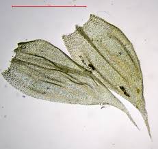 Attēlu rezultāti vaicājumam “Brachythecium albicans”