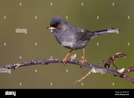 Image result for Sylvia sarda