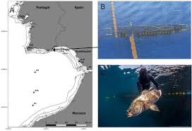 Image result for Argyrosomus coronus