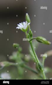 Attēlu rezultāti vaicājumam “Veronica serpyllifolia bud”