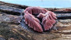 Attēlu rezultāti vaicājumam “Stemonitis axifera var. smithii”