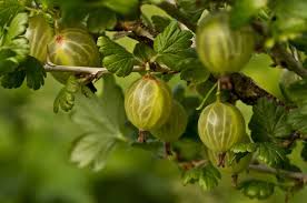 Attēlu rezultāti vaicājumam “Ribes uva-crispa”