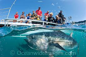 Image result for Thunnus maccoyii