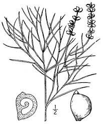 Attēlu rezultāti vaicājumam “Stuckenia filiformis bud”