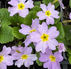 Attēlu rezultāti vaicājumam “Primula”