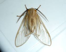 Attēlu rezultāti vaicājumam “Arctiidae”