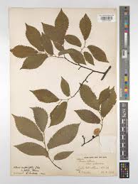 Attēlu rezultāti vaicājumam “Ulmus minor f. suberosa”