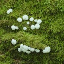 Attēlu rezultāti vaicājumam “Arcyria globosa”