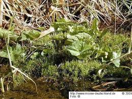 Attēlu rezultāti vaicājumam “Calliergon megalophyllum”