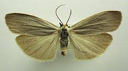 Attēlu rezultāti vaicājumam “Eilema griseola larva”