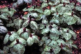 Attēlu rezultāti vaicājumam “Badhamiopsis praetermissa sessile”