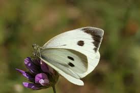 Attēlu rezultāti vaicājumam “Pieris brassicae”