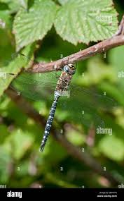 Attēlu rezultāti vaicājumam “Aeshna juncea male”