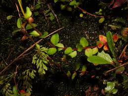 Attēlu rezultāti vaicājumam “Haloragaceae”