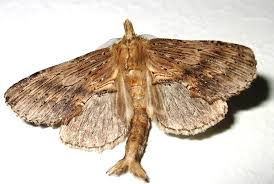 Attēlu rezultāti vaicājumam “Pterostoma palpina”