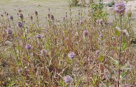 Attēlu rezultāti vaicājumam “Dipsacus fullonum flower”