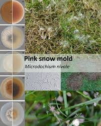 Attēlu rezultāti vaicājumam “Dianema nivale spores”