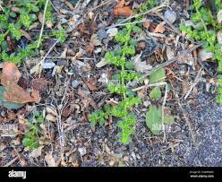 Attēlu rezultāti vaicājumam “Herniaria glabra leaf”