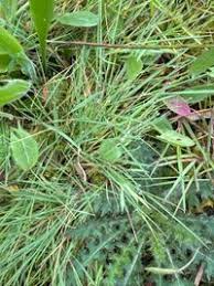 Attēlu rezultāti vaicājumam “Agrostis canina”