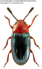 Attēlu rezultāti vaicājumam “Triplax russica”