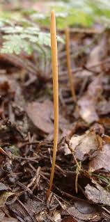 Attēlu rezultāti vaicājumam “Macrotyphula fistulosa”