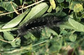 Attēlu rezultāti vaicājumam “Gynaephora selenitica”