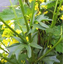 Attēlu rezultāti vaicājumam “Barbarea vulgaris subsp. arcuata fruit”