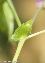 Attēlu rezultāti vaicājumam “Lathyrus vernus bud”