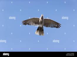 Attēlu rezultāti vaicājumam “Streptopelia decaocto adult”