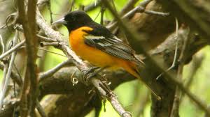 Image result for Icterus galbula