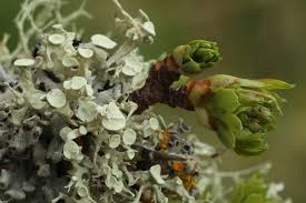 Attēlu rezultāti vaicājumam “Ramalina fastigiata”
