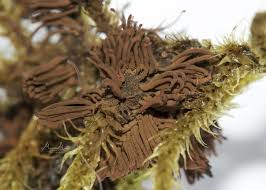 Attēlu rezultāti vaicājumam “Stemonitopsis sp.”