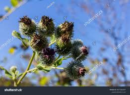 Attēlu rezultāti vaicājumam “Arctium tomentosum”