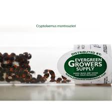 Image result for Cryptolaemus