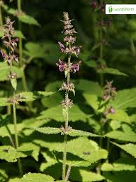 Attēlu rezultāti vaicājumam “Stachys sylvatica”