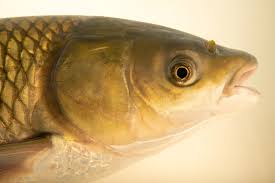 Image result for Mylopharyngodon piceus