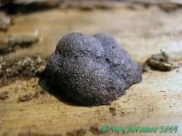 Attēlu rezultāti vaicājumam “Amaurochaete atra”