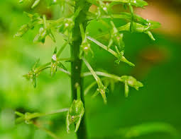 Attēlu rezultāti vaicājumam “Malaxis monophyllos flower”