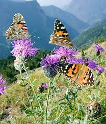 Attēlu rezultāti vaicājumam “Vanessa cardui”