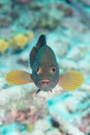 Image result for Cephalopholis fulva