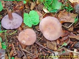 Attēlu rezultāti vaicājumam “Lepista sp.”