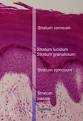 Epidermis (skin) - Wikipedia, the free encyclopedia