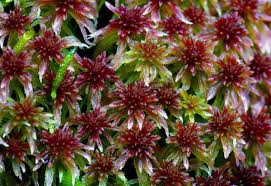 Attēlu rezultāti vaicājumam “Sphagnum rubellum”