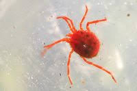 Attēlu rezultāti vaicājumam “Hydrachna”